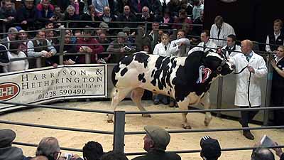 Bringlee Bouncer